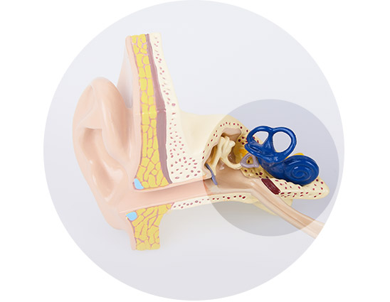 Illustration of the inner ear